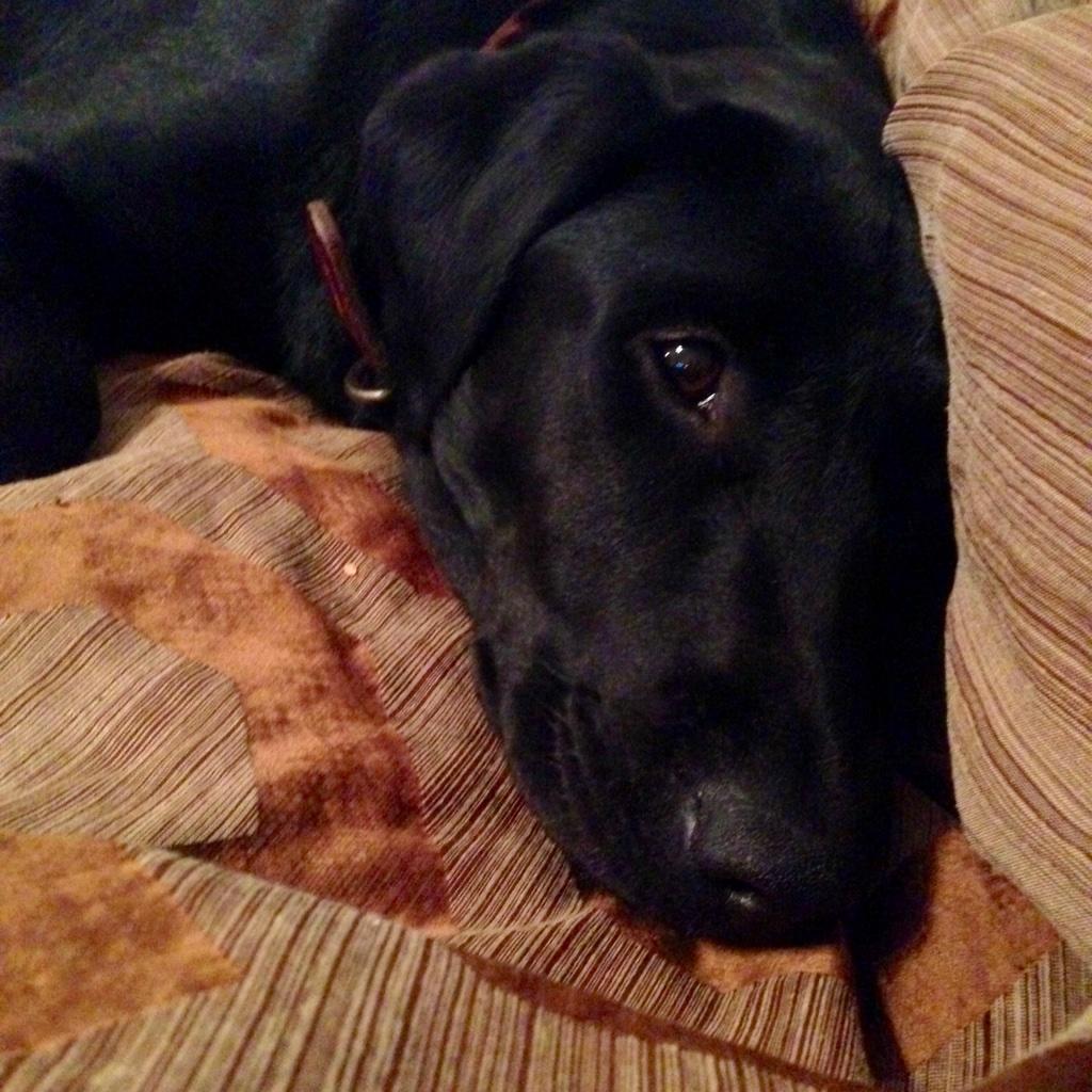 LadyD_NorCal's tweet photo. #lucythelab is so stinkin cute. She worked hard for me today #gooddog her #sleepnumber is 20. #womansbestfriend http://t.co/52e1wnCXuM