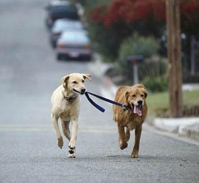 LondonDogForum's tweet photo. Dog food and dog health- tips to keep your best friend healthy!
http://t.co/yvVcX7KSMh http://t.co/85euzSt3yE