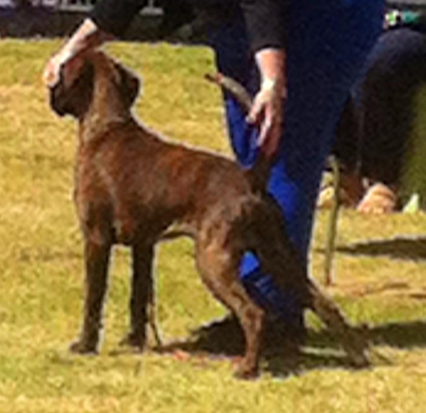 Boxberry's tweet photo. Albury results

Jack 2 BOB Sun BIG

Slater 2 RUBOB Sun ABIG

P 2 CC &amp; MPIG

Pumpkin 2 RCC 

Burger 2 NBOB Sat NIG http://t.co/53XAhOeDZ2
