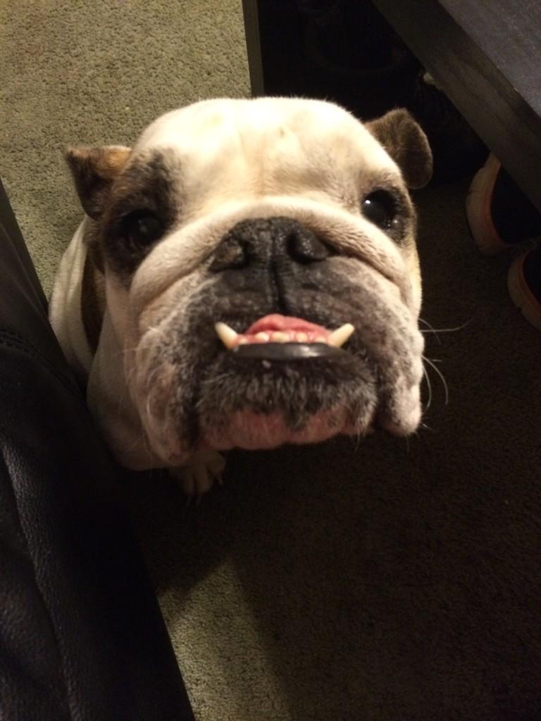 veteranarmywife's tweet image. I love my babygirl!  #myEmma #otherdaughter #spoiled