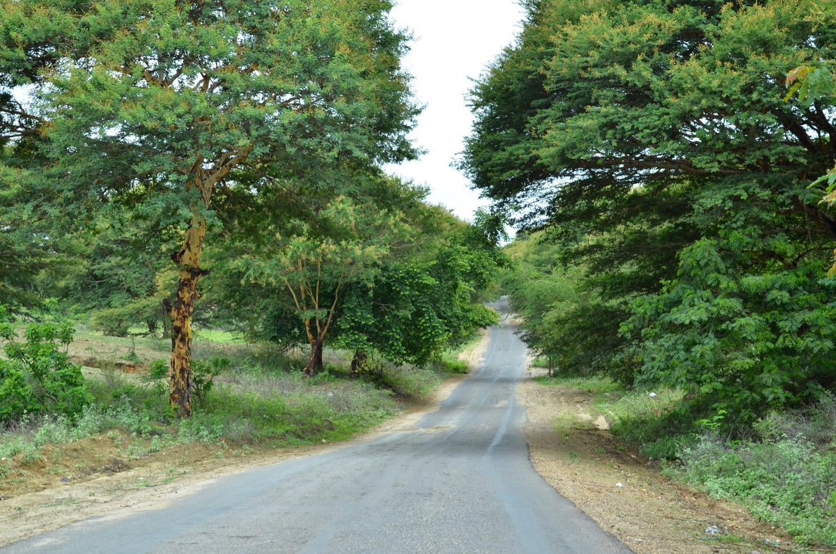 BaganLodge's tweet photo. A road less traveled in #Bagan? We've got some options for you here in #BaganLodge http://t.co/S6nSun4hlw http://t.co/szqeQ0HrFV