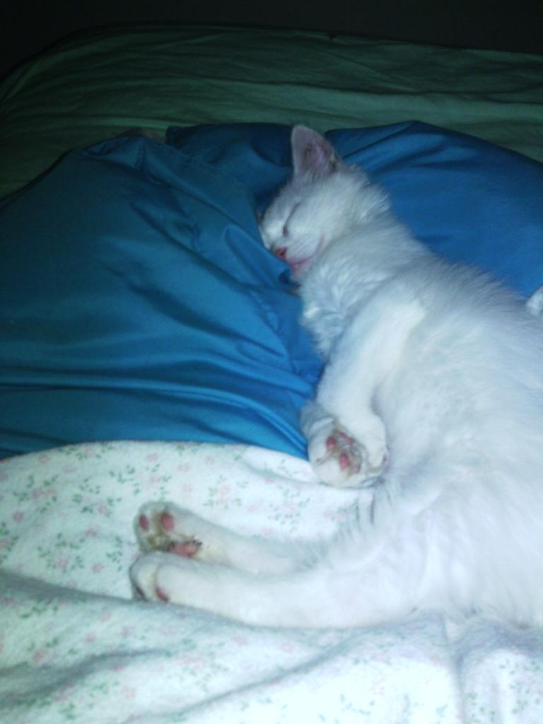 IGATTIDIDINA's tweet image. Mignolo un gatto della colonia che dorme su letto...