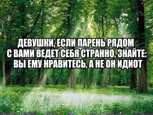 Человек который любит лес. Смешные цитаты про лес. Смешные фразы про лес. Смешные высказывания про лес. Пост о лесе.