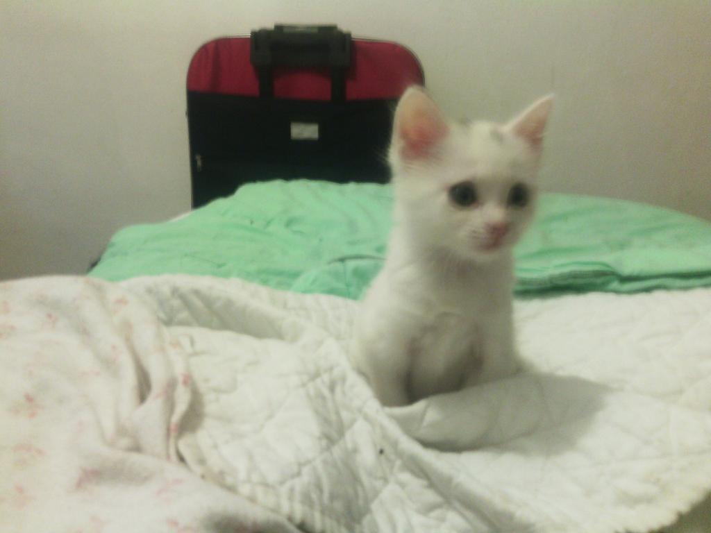 IGATTIDIDINA's tweet image. MIGNOLINO GATTO