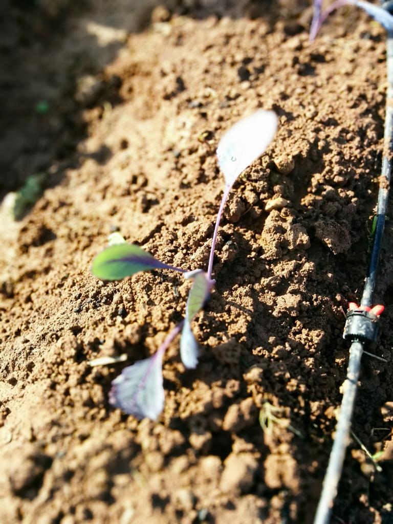 Yo me lo planto on Twitter &quot;Looooooombarda de mi vida, te