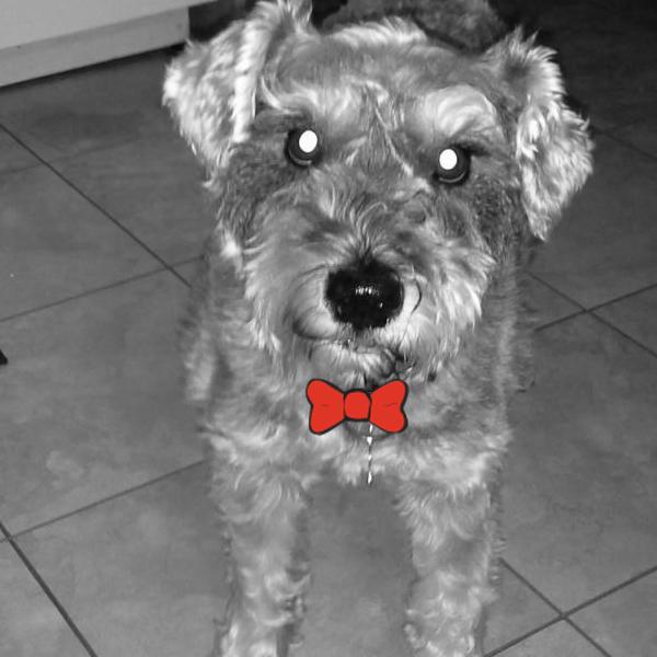 Dillon @NewJerseySchnauzerRescue loves going on walks and rushes out the door with his foster! goo.gl/Eg6lMI