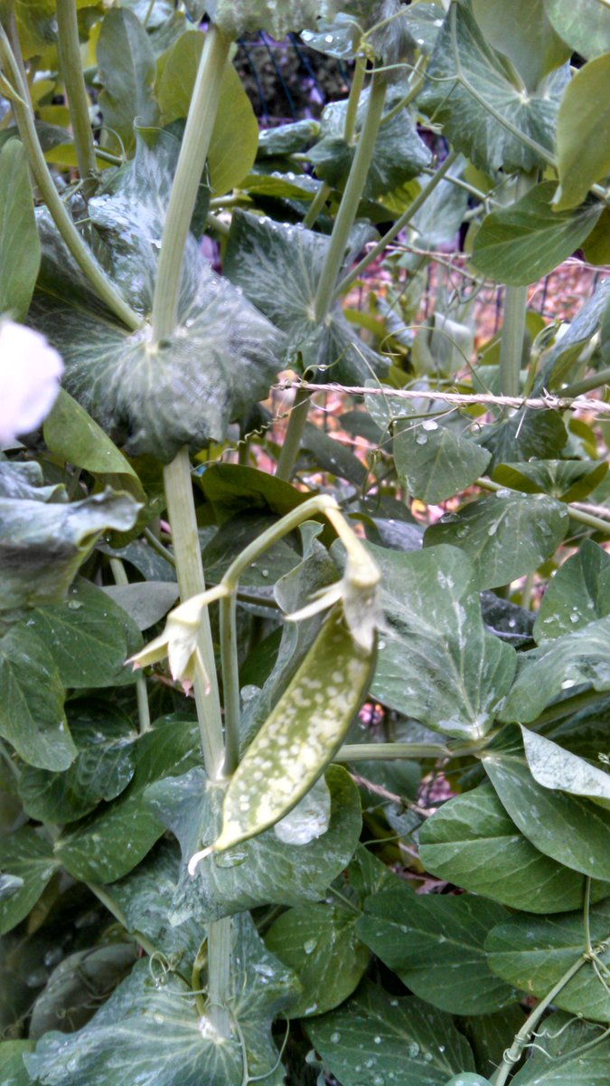 NJSnowPatriot's tweet image. @AngelikaHTCG plants and flowers are still alive(little freze damage) but all pods that were out got #feezer burnt.