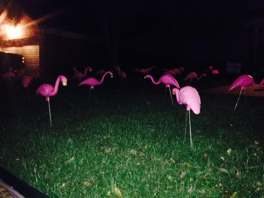 2015Project's tweet photo. #LetsGetFlocking http://t.co/DjJCDzfniM