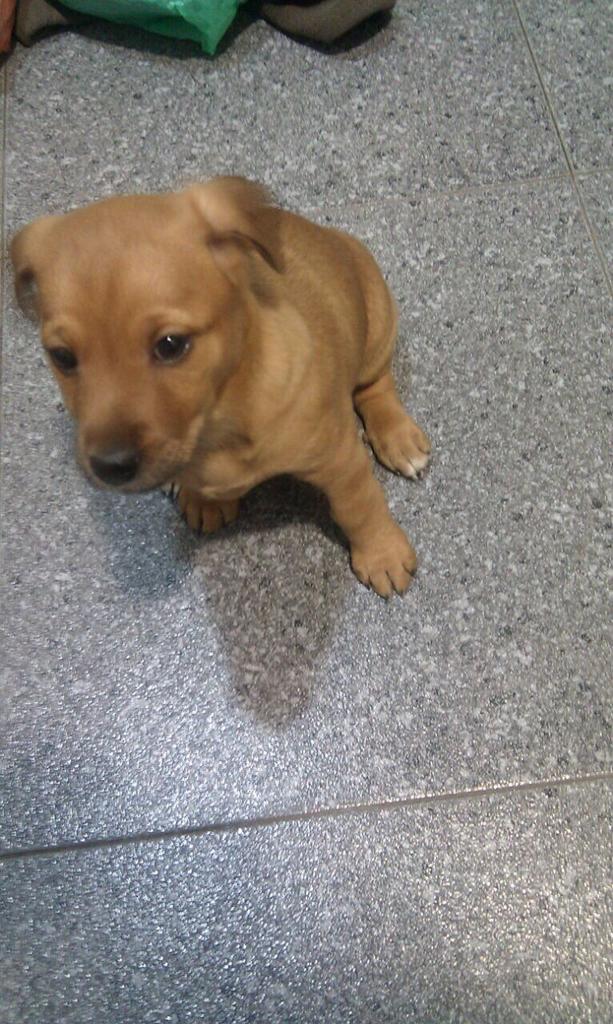 URGENTE POR FAVOR!! Lo van a sacrificar si no encuentra un hogar rápido! Ayúdemosle! Interesados contactad conmigo!