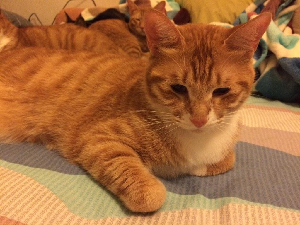 Giopee's tweet photo. 天一冷都往床上凑😂 http://t.co/vd3vbNo5kx