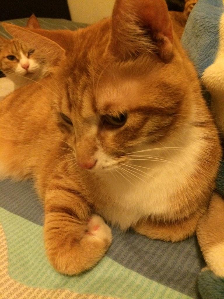 Giopee's tweet photo. 天一冷都往床上凑😂 http://t.co/vd3vbNo5kx