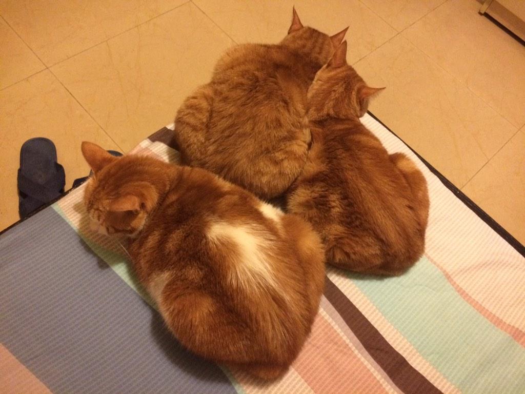 Giopee's tweet photo. 天一冷都往床上凑😂 http://t.co/vd3vbNo5kx