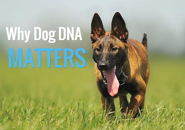 DogIdentifier's tweet photo. Learn why your dog's DNA matters! http://t.co/JLyM9GSI6M http://t.co/nXsQqlO2Ag