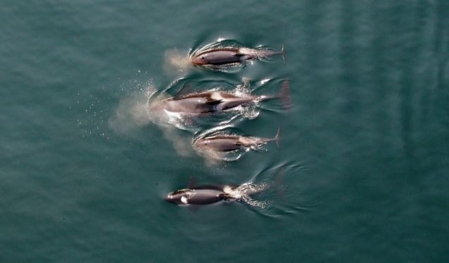 SmartPlanetTV's tweet photo. Technology meets marine mammal study. Scientists are using drones to better understand whales: http://t.co/TuKY2eFD6K http://t.co/xvV27fG2QF