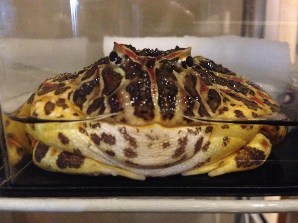 知らなかった雑学 カエルはジャンプ力を最大にするために ジャンプにいらない部分は軽量化させている 特に頭は肉抜きされて めちゃくちゃ軽い 極限までの軽量化 関節の追加 飛ぶことに特化したカエルの肉体 Http T Co Je5v2ug6cd