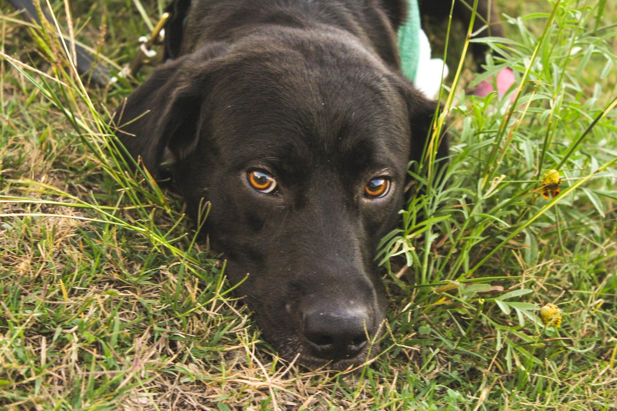 DFWFGF's tweet image. Join @DFWFGF at @deepellumbrewco on 11/11 5pm-8pm.Unwind from a ruff week with friends 3beers$20&amp;amp;$10 goes to @DFWFGF