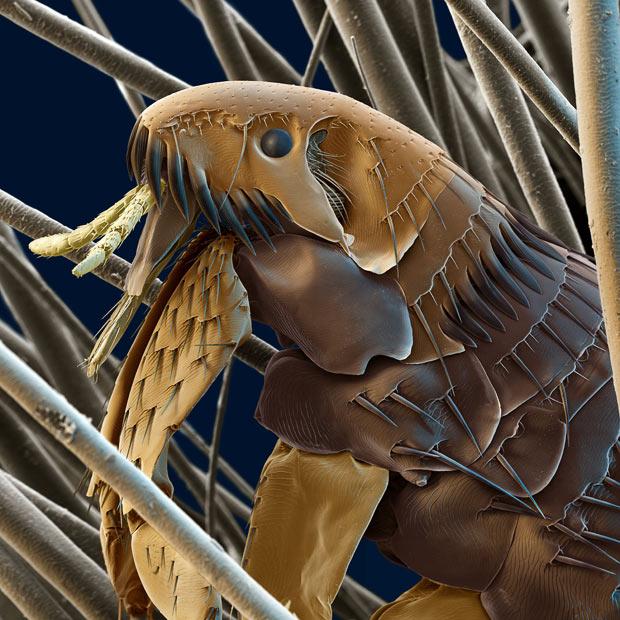 CriptoNatura's tweet photo. A cat flea amongst cat hairs http://t.co/XhasAFnTcI http://t.co/tf9mSjgDbc