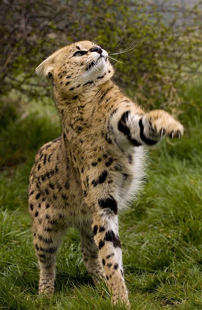 serval cat in afrikaans
