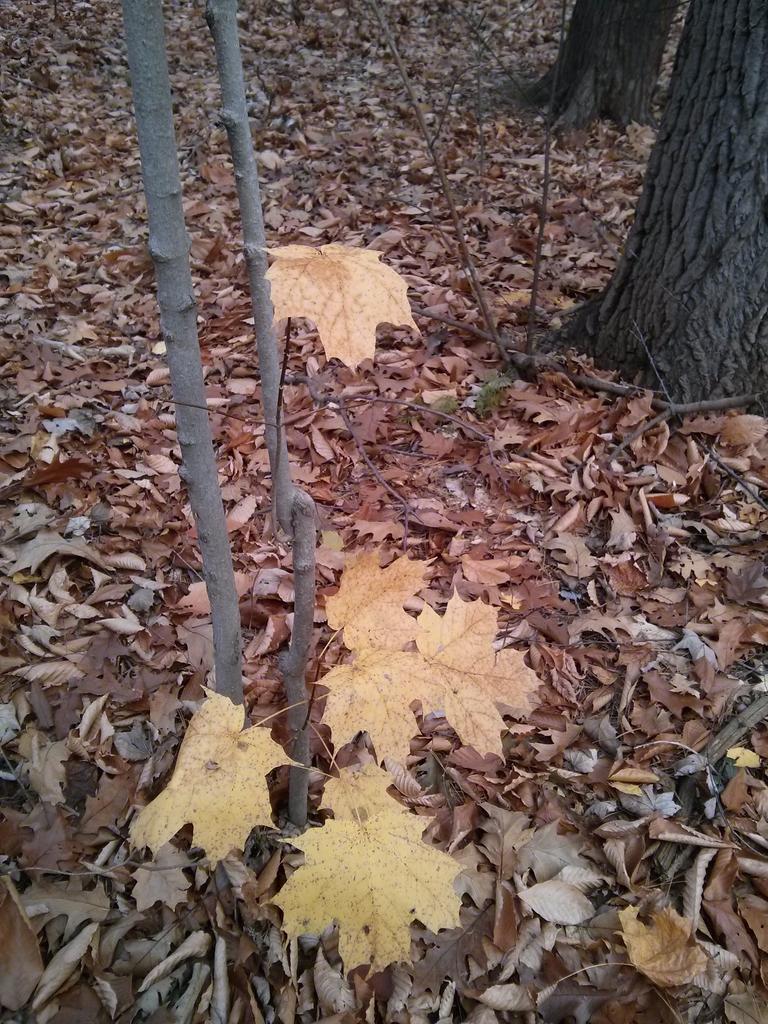 BeechBDisease's tweet photo. #10treechallenge young Sugar Maple #ENVB222 http://t.co/Aj7MQ8WXoh