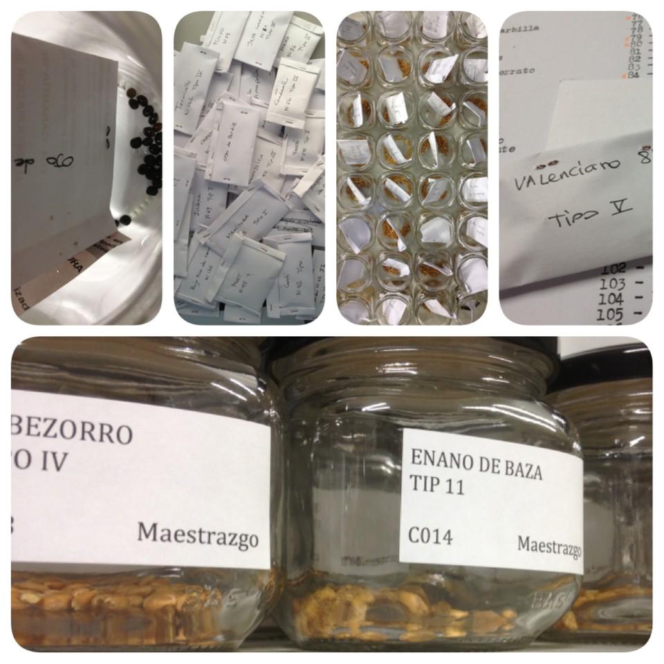 hec_toret's tweet photo. #SemilleandoCereal #jewelsseed
#Lovel3ments @tuitel3ments @e3_seedlab #LocoEsPoco http://t.co/fDnd0E2Oo2
