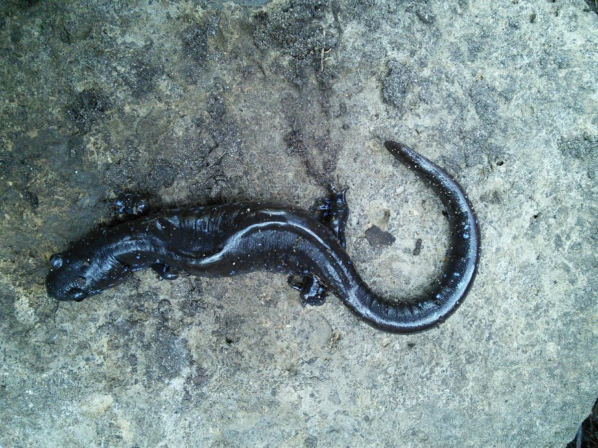 MacSalamanders's tweet photo. Hey amphibian experts: is it nomal for salamanders to have perminant spinal curvature like this one? #ENVB222 http://t.co/iQPP6i1TDs