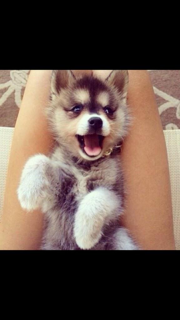 jessormerod's tweet photo. Just died and gone to puppy heaven #cute http://t.co/0OicXOtalV