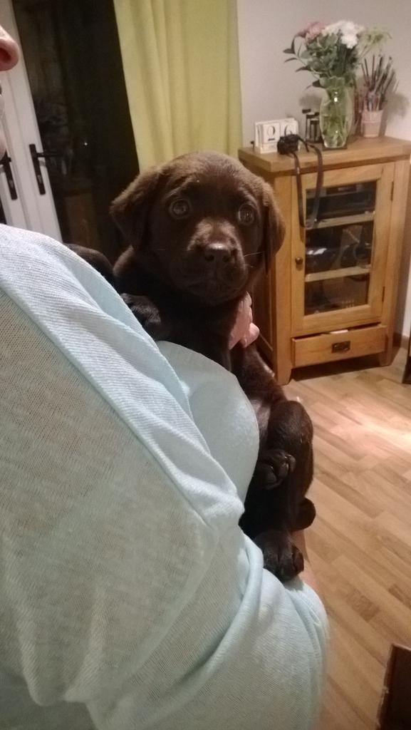 OhAmyP's tweet photo. Can't wait to meet this little beauty #cute #puppy #labrador @SlackEmily http://t.co/GPCv4YdkaN