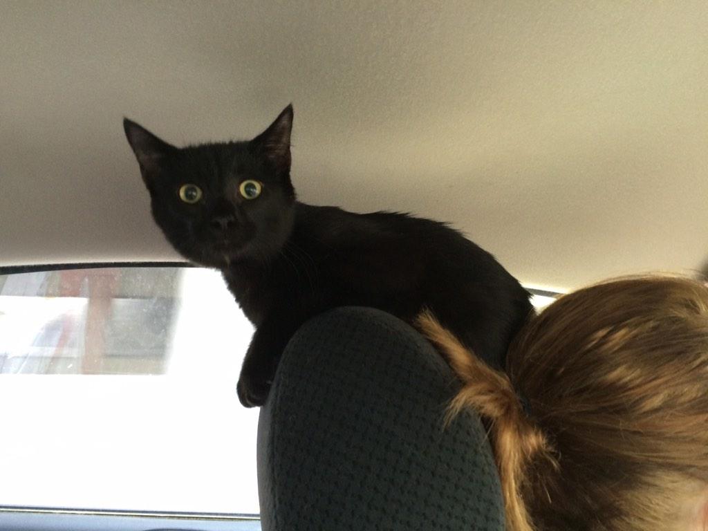 jericaleigh_'s tweet photo. he didn't want to be in the box. so he escaped the box. and climbed my sister like a tree๐ฑ #smartasscat http://t.co/iXVqDLUvaH