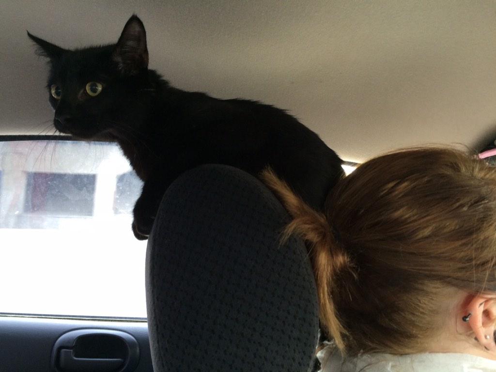 jericaleigh_'s tweet photo. he didn't want to be in the box. so he escaped the box. and climbed my sister like a tree๐ฑ #smartasscat http://t.co/iXVqDLUvaH