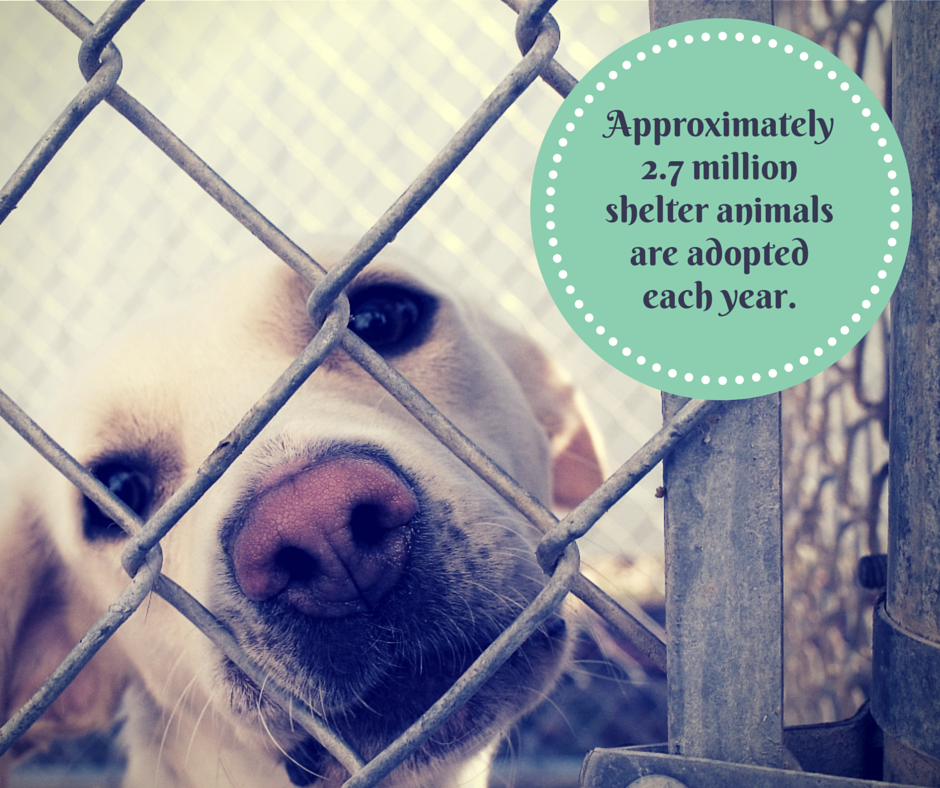 SearchDogsUSA's tweet photo. It's Shelter &amp; Rescue Appreciation Week! Many of our #SearchDogs were found at shelters. Have a rescue? Tweet a pic! http://t.co/zTspTL8MxV