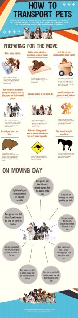 MyFitDog's tweet photo. How to move your dog #dogs http://t.co/RRc98ZGefn