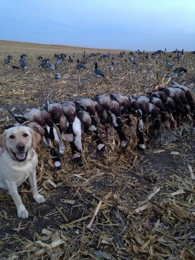 combo1619's tweet photo. Easton just hammered the birds this weekend in North Dakota! http://t.co/Jic0YVfv32