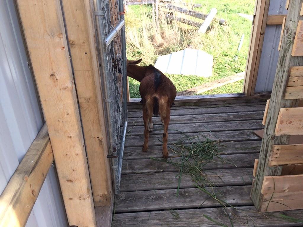 jpwhite81's tweet image. Building inspector came by today. I think she approves. #sillygoat #countrylife #farmliving