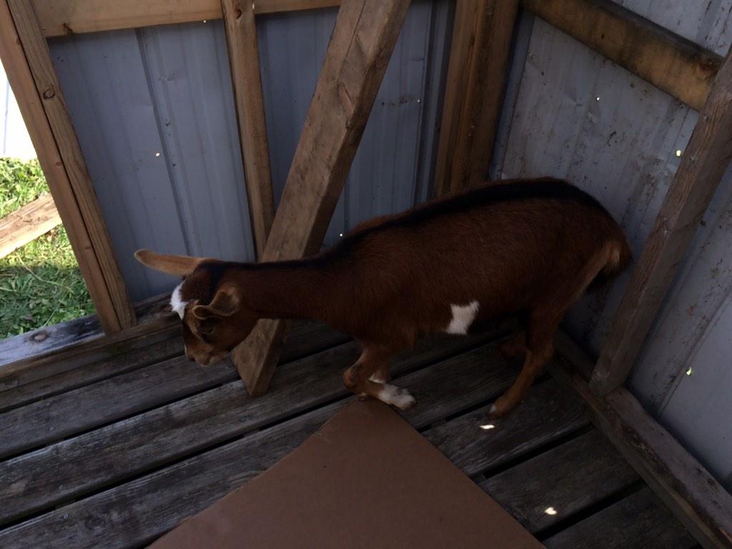jpwhite81's tweet image. Building inspector came by today. I think she approves. #sillygoat #countrylife #farmliving