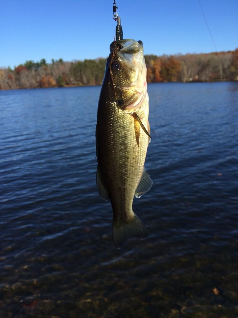 iwhite13's tweet image. On the lake shore 🎣#putback..
