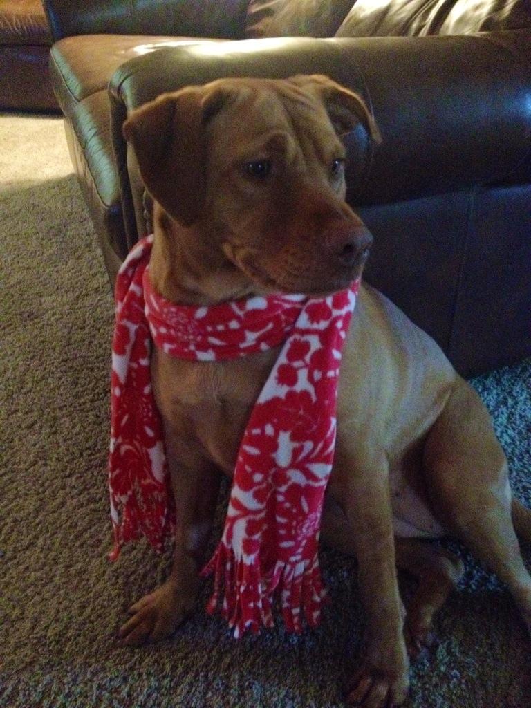 parkermack's tweet photo. Such a fashionista 🐶 http://t.co/lPv4NFaENA