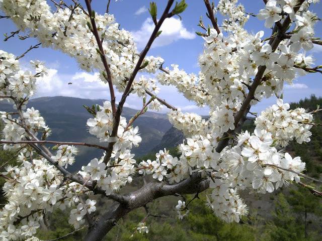 o çiçek açmış herbir ağaç,