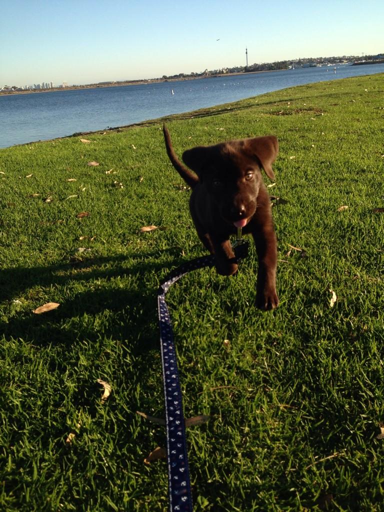mdowe01's tweet photo. I love walks I love walks I love walks #somuchenergy #puppylove  #missionbay http://t.co/5iAVIxhn3U