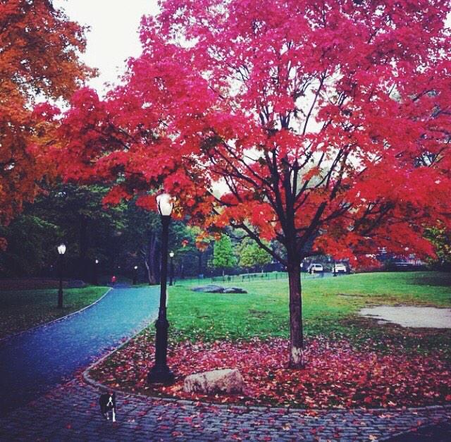 cooperbearnyc's tweet photo. Fall, our favorite time of the year. http://t.co/DdVgL730Up