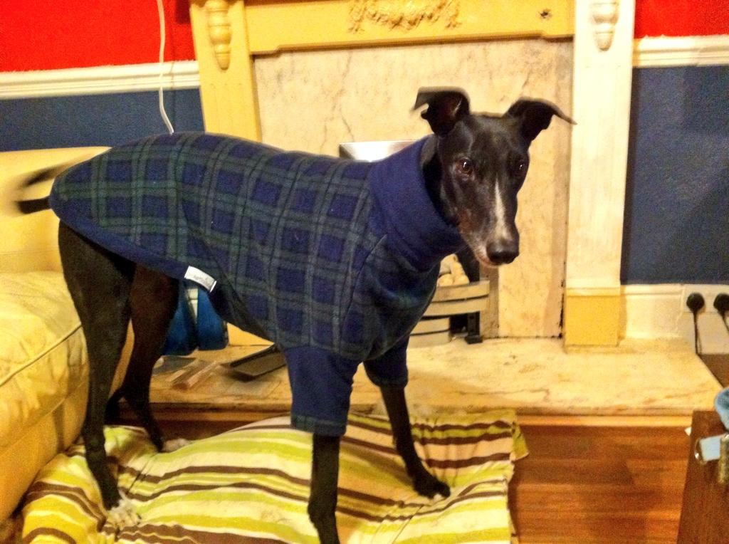 Freemakerhounds's tweet photo. Being warm makes me frisky #playhound @Stokerhounds http://t.co/HbkYWrCcfh