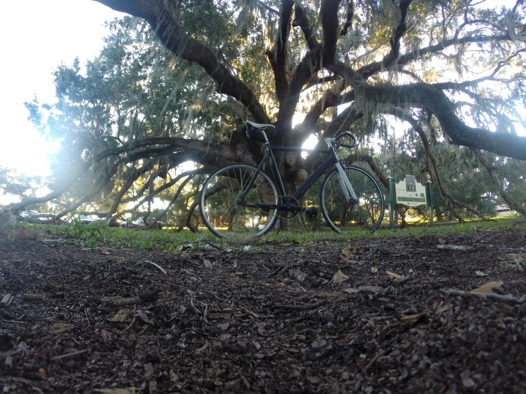 Super_Dankness's tweet photo. I also blazed under a tree that was here when the U.S. Constitution was signed 👾💨 http://t.co/GMpGG1ZBrr