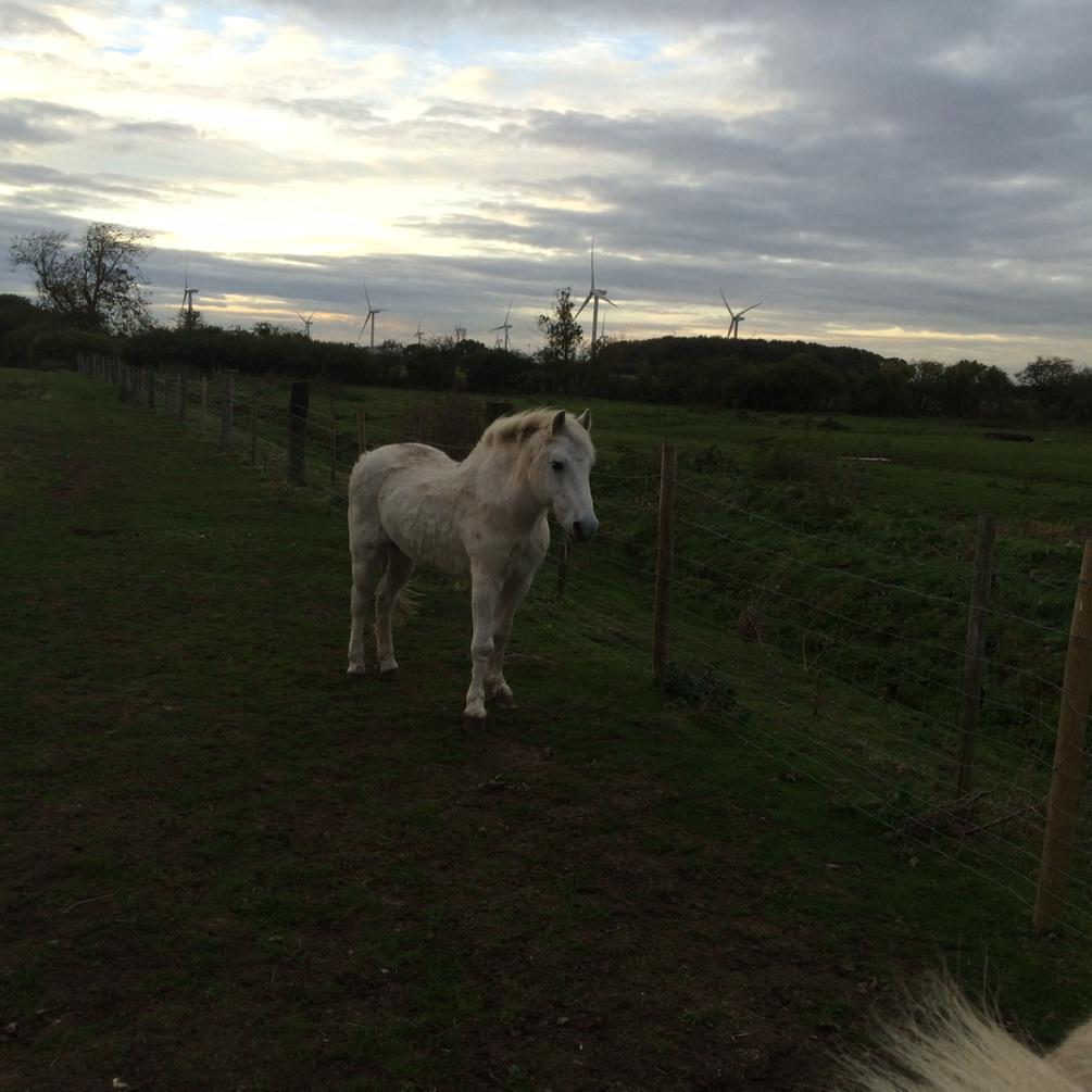 higbee_penny's tweet photo. Hello Meagher's @Lambycharlie http://t.co/MA322WdcPc