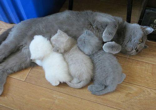 ellefowler's tweet photo. LOL!!!! RT @manuela5to9: " The kitten color printer ran out of ink mid job. http://t.co/HUOpiuda49"  @ellefowler hope u feel better!!