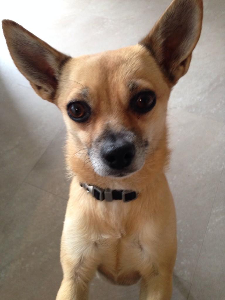 SarahandTigs's tweet image. Leaving work early to take my honking sneezing HollyNolly to the vet #petparentproblems