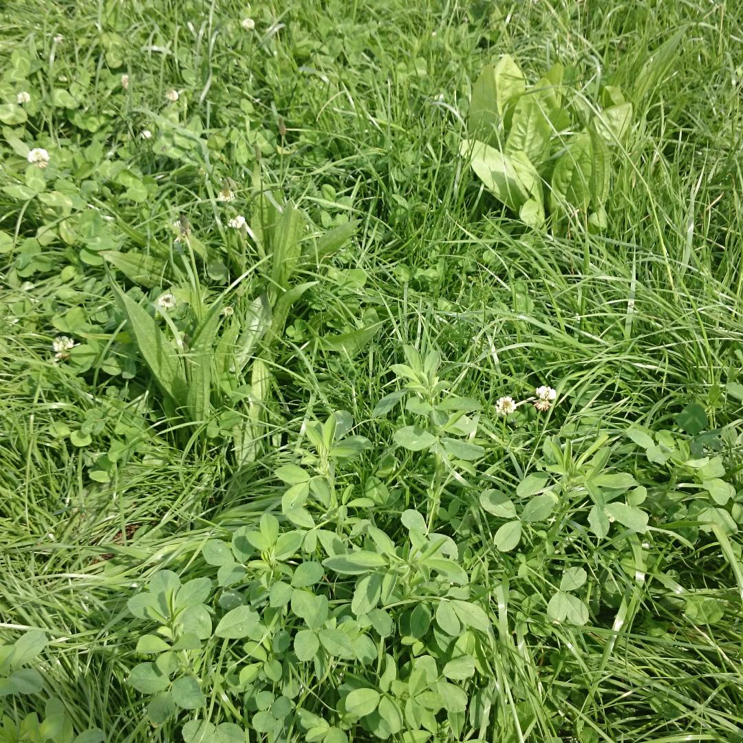 progressivetom's tweet image. #Rocketfuel destined for the silage pit!