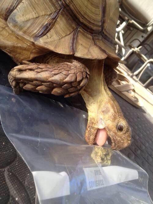 trveh's tweet image. NOOO CARL THATS NOT LETTUCE