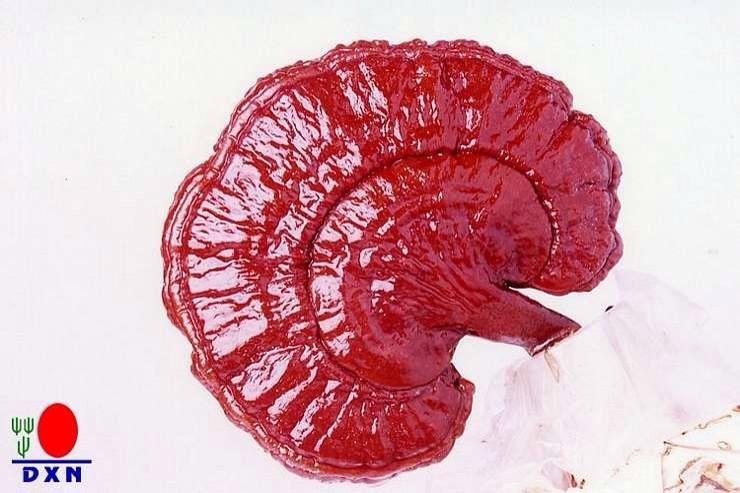 GanodermaKaffee's tweet image. Die Ganoderma Komponenten
dxndeutschland.info/die-ganoderma-…