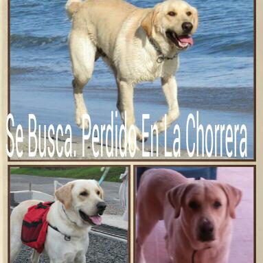 rosanchezmd's tweet photo. Perdido en Altos del Campo La Chorrera.  62579820. Ayúdame a encontrar a mi familia  @quinnannette @angelesanimales http://t.co/x4Fh7SUEnG
