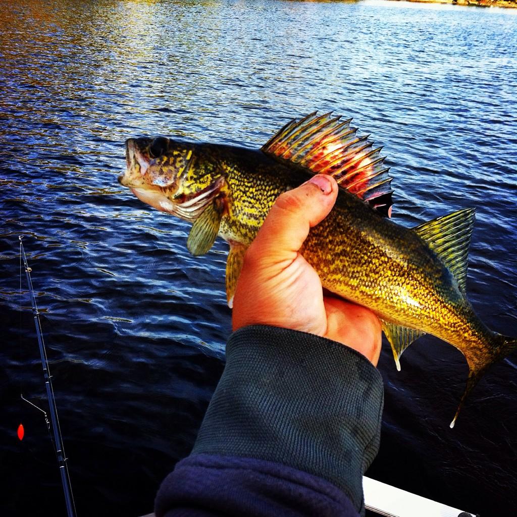 plmonette7's tweet photo. Quelques photos de l'été qui me manque déjà #pêche #doré #achigan http://t.co/Zu09Hg8UUC