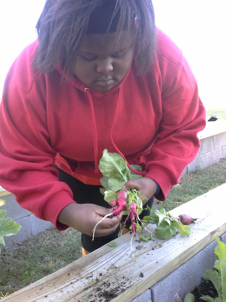 williamsewell8's tweet photo. @WoodlawnGarden radishes I mean big texas size but we in louisiana radishes http://t.co/sbxRXDMnT8